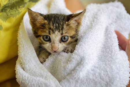 Τα 3 συχνότερα λάθη όσων αποκτούν για πρώτη φορά κατοικίδιο, σύμφωνα με κτηνίατρο